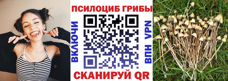 Псилоцибиновые грибы Psilocybine cubensis Калининск